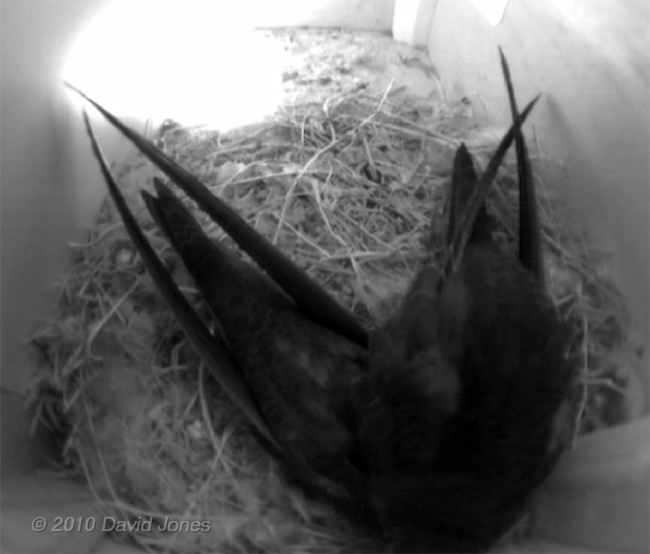 A Swift chicks in SW(UP) rest after exercising their wings, 15 July