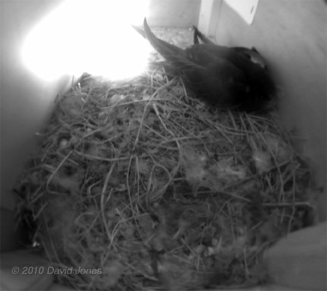 The chicks resting in SW(UP) this evening, 16 July