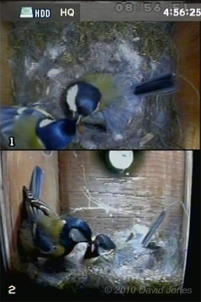 The Great Tit female is fed by her partner this morning - 1 May