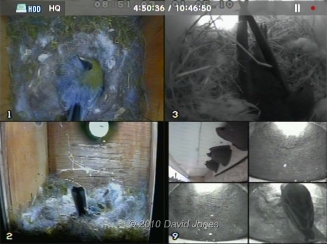 Quad cctv image recorded daily to monitor nest activity - 1 May