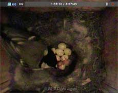 The Great Tits' first chick has hatched; mother returns - 5 May