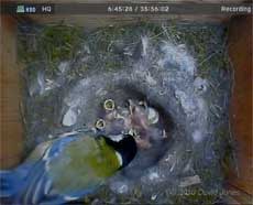The Great Tits' chicks are fed early this morning, 6 May