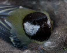 The female Great Tit sits on her chicks, 6 May