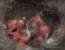 Seven Great Tit chicks that afternoon, 6 May