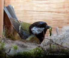Great Tit male brings a caterpillar for a chick, 6 May