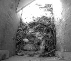 The first egg to be laid by the Swifts in SW(LE), 24 May 2010
