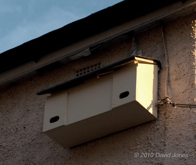 Starling nestbox, now converted to Swift use