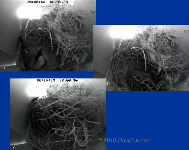 Male House Sparrow rearranges roost/nest