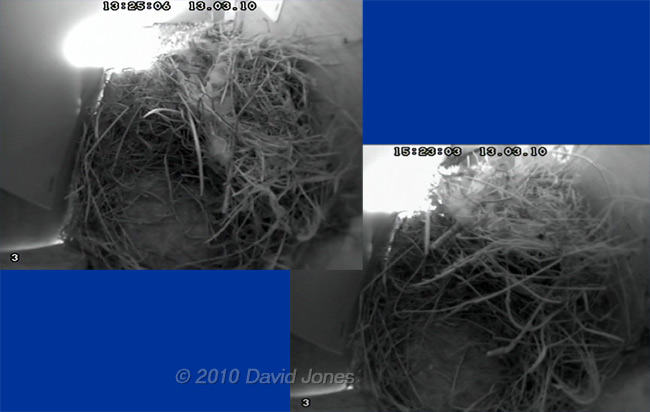 Roost/nest showing changes made this afternoon by the male Sparrow