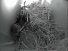 The female Sparrow brings in straw, 16 March