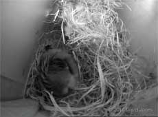 The female Sparrow asleep tonight, 16 March
