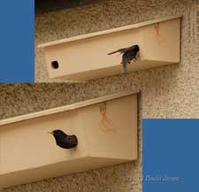 Starlings move into a new nest box, 25 March