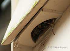 The Sparrow male uses straw to block the box entrance, 27 March