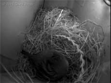 Female House Sparrow roosts in nest this evening, 29 March