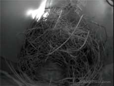 The House Sparrow nest late this afternoon, 29 March