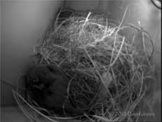 The male House Sparrow guards the roost entrance at 10pm, 30 March