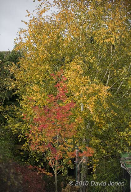 Our Himalayan Birch in this morning's hazy sunshine -1, November, 2010