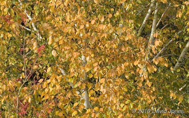 The golden foliage of the Himalayan Birch, 4  November, 2010