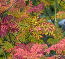 A close-up of the Autumn colours displayed by our Rowan, 27 October 2010