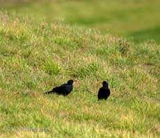 Choughs in a field near Polpeor Cove, 6 September 2010