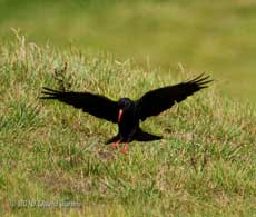 Chough in a field near Polpeor Cove , 6 September 2010