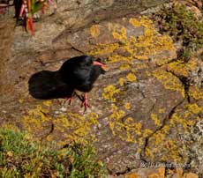 Chough on cliff above Polpeor Cove , 6 September 2010