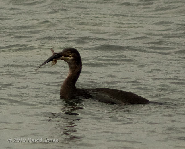 Cormorant with Blenny(?) - 1 - Porthallow, 10 September 2010