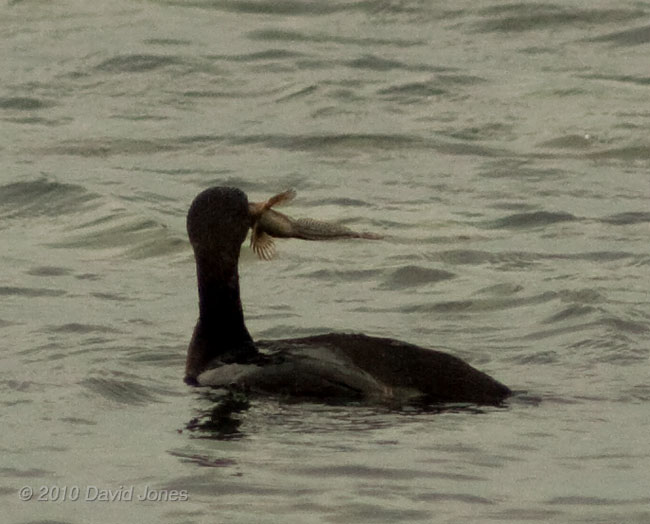 Cormorant with Blenny(?) - 2 - Porthallow, 10 September 2010