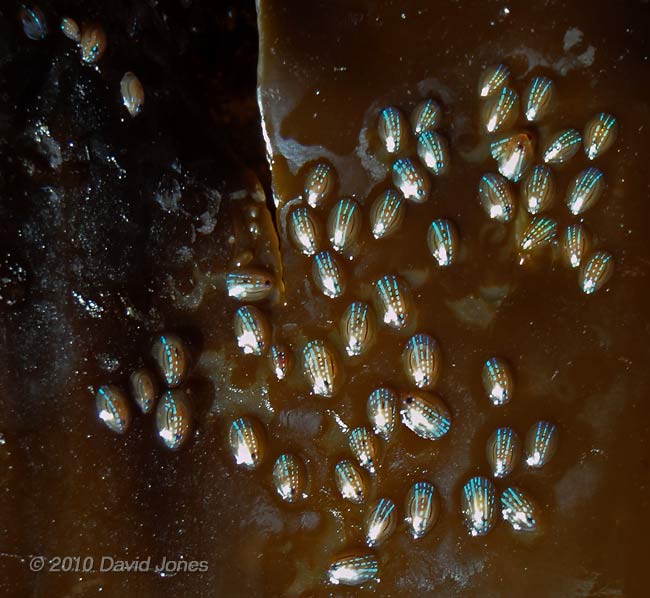 Blue-ray Limpets on Laminaria in Nare Cove - 2 , 11 September 2010