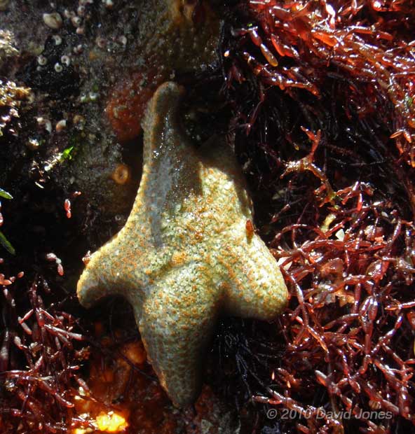 Cushion-star (prob.Asterina gibbosa) in Nare Cove, 11 September 2010