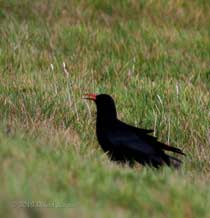 Chough displaying and calling to its partner in field near Lizard Point, 16 September 2010