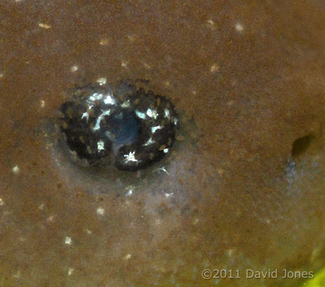 Close-up of tadpole eye, 1 April