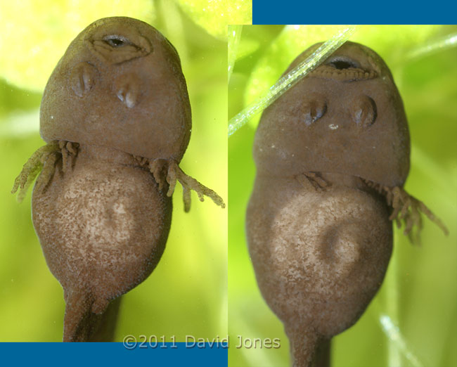 Tadpoles- ventral view of head and abdomen, 1 April