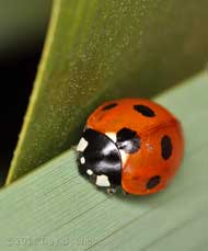 7-spot Ladybird on bamboo leaf, 2 April