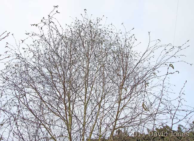 Birch tree with male catkins, 3 March