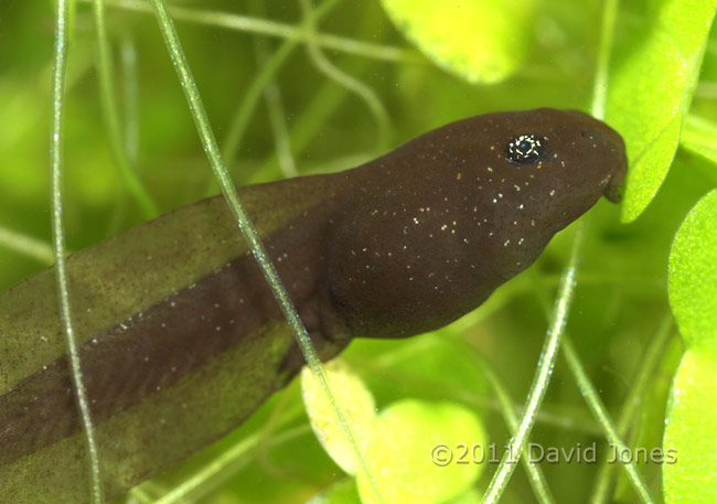 Tadpole, showing absence of external gills, 3 March