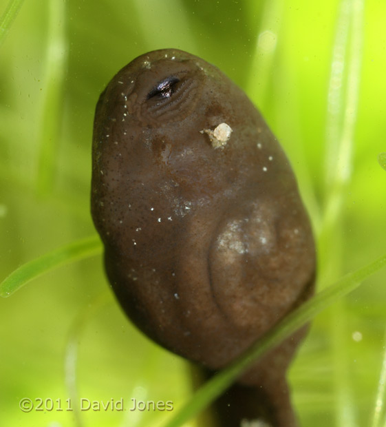 Tadpole - close-up of underside, 3 March