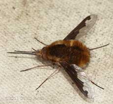 Bee-fly: first one recorded this year, 4 April