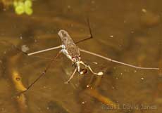 Pond Skater with prey, 4 March