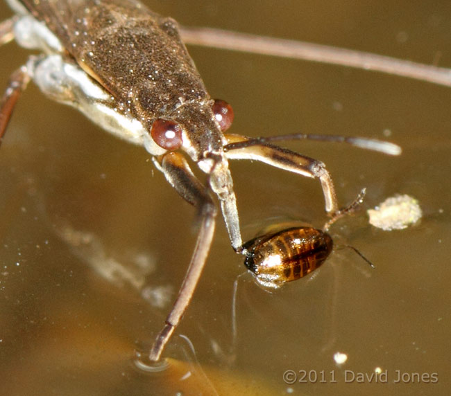 Pond Skater with prey - close-up, 4 March