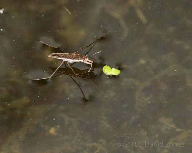 First Pond Skater seen this year, 4 March