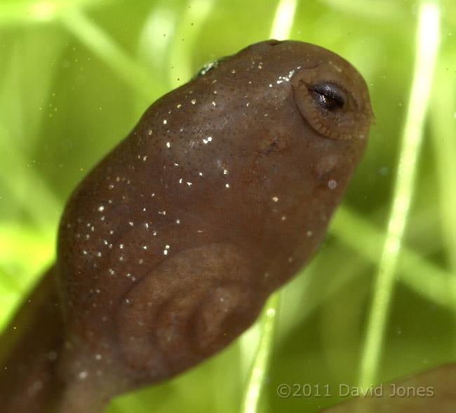 Tadpole - close-up of underside, 4 March