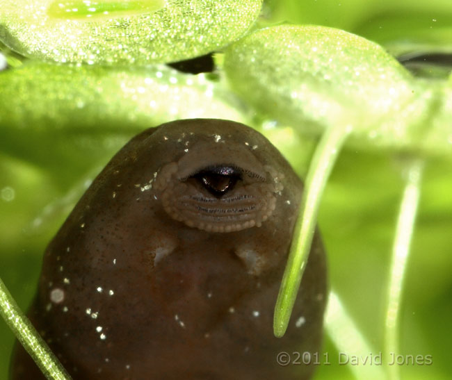 Tadpole - close-up showing rasping teeth, 4 March