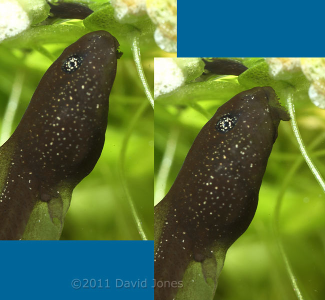 Tadpole showing extension of mouth parts during grazing, 4 March