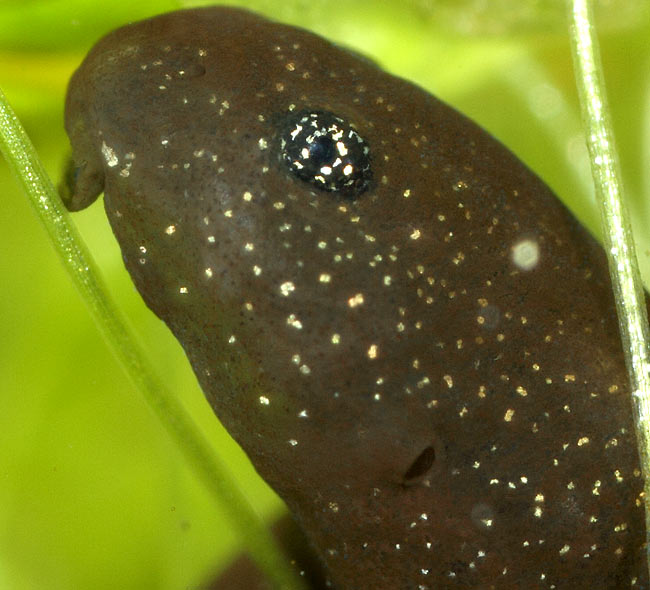 Tadpole showing opening of internal gil (cropped image)l, 4 March