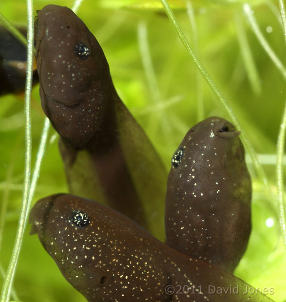 Tadpoles, with gill opening visible on one, 4 March