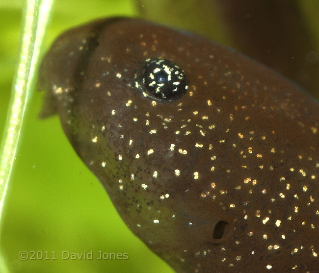 Tadpole - close-up showing gill opening, 4 March
