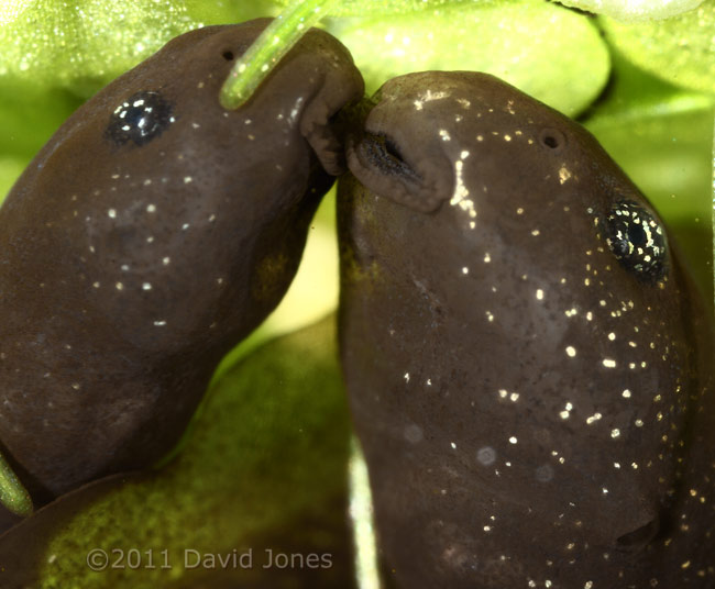 Tadpoles 'kiss' as they search for algae, 5 April