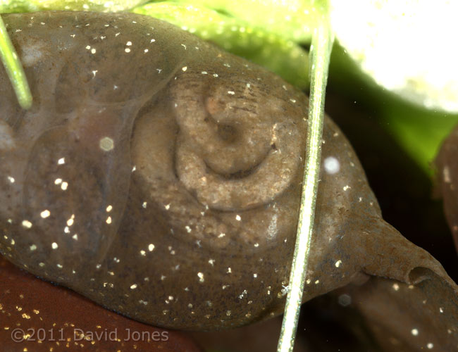 Tadpole - cropped image to show body details, 5 April