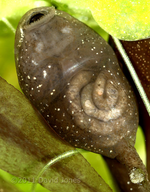 Tadpole, showing teeth and some internal structure, 5 April